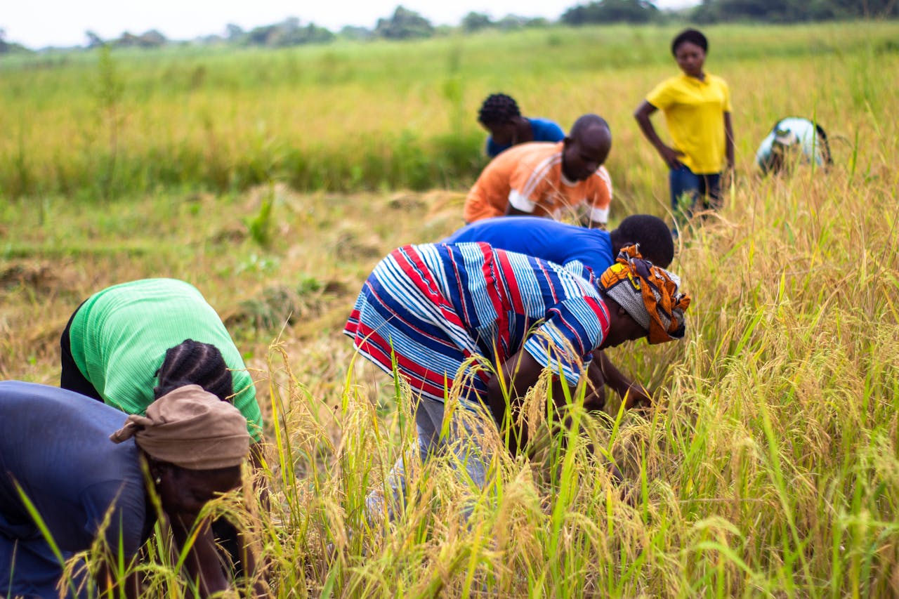 Crop Formation
